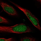 Immunofluorescent staining of human cell line U-2 OS shows localization to nucleus & nucleoli fibrillar center.
