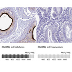 Anti-SMIM24 Antibody