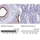 Anti-SMIM24 Antibody