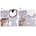 Immunohistochemical staining of human colon, epididymis, kidney and testis using Anti-SMIM24 antibody HPA045046 (A) shows similar protein distribution across tissues to independent antibody HPA056027 (B).