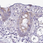 Immunohistochemical staining of human colon using Anti-SMIM24 antibody HPA045046.