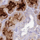 Immunohistochemical staining of human kidney using Anti-SMIM24 antibody HPA045046.