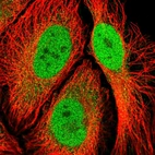 Immunofluorescent staining of human cell line HeLa shows localization to nucleoplasm.