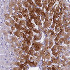 Anti-NINJ1 Antibody