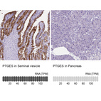 Anti-PTGES Antibody