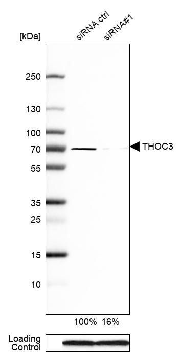 Anti-THOC3 Antibody