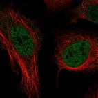 Immunofluorescent staining of human cell line U-2 OS shows localization to nucleoplasm.