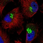 Immunofluorescent staining of human cell line U-251 MG shows localization to the Golgi apparatus.