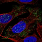Immunofluorescent staining of human cell line U-2 OS shows localization to actin filaments.