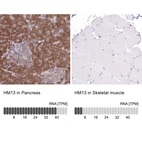 Anti-HM13 Antibody