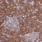 Immunohistochemical staining of human pancreas shows strong cytoplasmic positivity in exocrine glandular cells.