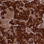 Immunohistochemical staining of human pancreas shows strong cytoplasmic positivity in exocrine glandular cells.