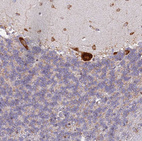 Anti-RPL8 Antibody