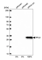 Western blot analysis in U2OS cells transfected with control siRNA, target specific siRNA probe #1 and #2, using Anti-RPL8 antibody. Remaining relative intensity is presented.