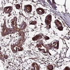 Anti-BEX4 Antibody