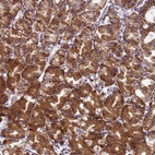 Anti-EEF1D Antibody