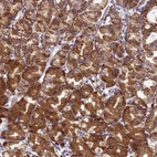 Anti-EEF1D Antibody