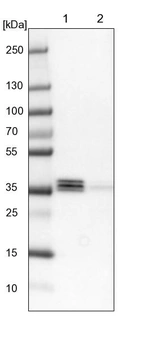Lane 1: NIH-3T3 cell lysate (Mouse embryonic fibroblast cells)_br/_Lane 2: NBT-II cell lysate (Rat Wistar bladder tumour cells)