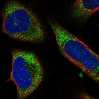 Immunofluorescent staining of human cell line U-2 OS shows localization to vesicles.
