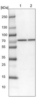 Lane 1: NIH-3T3 cell lysate (Mouse embryonic fibroblast cells)_br/_Lane 2: NBT-II cell lysate (Rat Wistar bladder tumour cells)