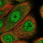 Immunofluorescent staining of human cell line MCF7 shows localization to nucleoplasm & cytosol.