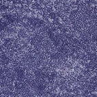 Immunohistochemical staining of human lymph node shows no positivity in non-germinal center cells as expected.