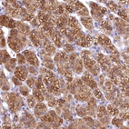 Anti-TIMM22 Antibody