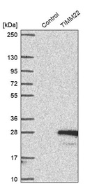 Anti-TIMM22 Antibody