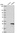 Anti-TIMM22 Antibody