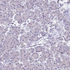 Immunohistochemical staining of human pancreas shows no positivity in exocrine glandular cells as expected.