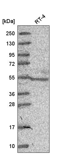 Anti-NR6A1 Antibody