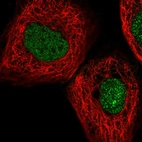 Immunofluorescent staining of human cell line A-431 shows localization to nucleus.