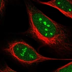 Immunofluorescent staining of human cell line U-2 OS shows localization to nucleus & nucleoli.