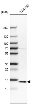 Western blot analysis in human cell line HEK 293.