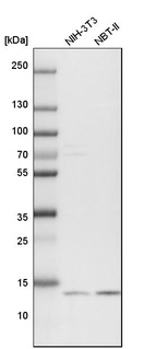 Western blot analysis in mouse cell line NIH-3T3 and rat cell line NBT-II.