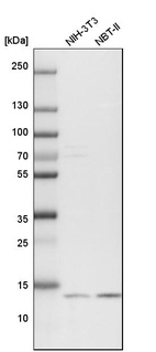 Anti-POLR2I Antibody