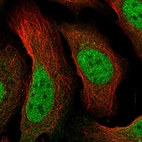 Immunofluorescent staining of human cell line U-2 OS shows localization to nucleoplasm.