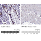 Anti-MUC13 Antibody