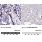 Anti-MUC13 Antibody