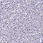 Anti-MUC13 Antibody