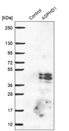 Western blot analysis in control (vector only transfected HEK293T lysate) and ASPHD1 over-expression lysate (Co-expressed with a C-terminal myc-DDK tag (~3.1 kDa) in mammalian HEK293T cells, LY405633).