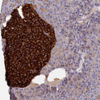 Immunohistochemical staining of human pancreas shows strong cytoplasmic positivity in islets of Langerhans.