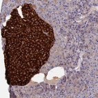 Immunohistochemical staining of human pancreas shows strong cytoplasmic positivity in islets of Langerhans.