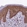 Anti-ABCB8 Antibody
