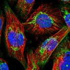 Immunofluorescent staining of human cell line U-251 MG shows localization to nucleus & mitochondria.