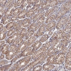 Immunohistochemical staining of human stomach shows strong granular cytoplasmic positivity in glandular cells.