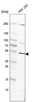 Western blot analysis in human cell line HEK 293.