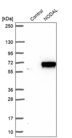 Western blot analysis in control (vector only transfected HEK293T lysate) and NODAL over-expression lysate (Co-expressed with a C-terminal myc-DDK tag (~3.1 kDa) in mammalian HEK293T cells, LY402640).