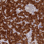 Immunohistochemical staining of human pancreas shows strong cytoplasmic positivity in exocrine glandular cells.
