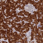 Immunohistochemical staining of human pancreas shows strong cytoplasmic positivity in exocrine glandular cells.